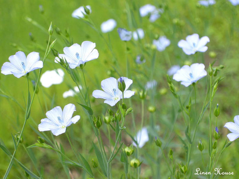 フラックスの花