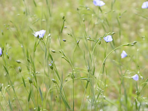 フラックスの花が咲きました 更新日 12 5 19 リネンと暮らしのショップ リネンハウス Linen House