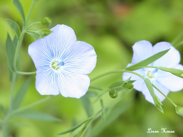 フラックスの花が咲きました 更新日 12 5 19 リネンと暮らしのショップ リネンハウス Linen House