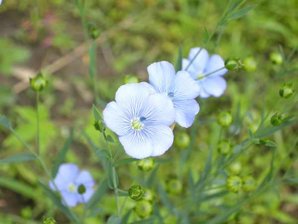 フラックスの花が咲きました 更新日 12 5 19 リネンと暮らしのショップ リネンハウス Linen House